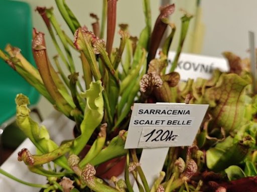 Botanická burza